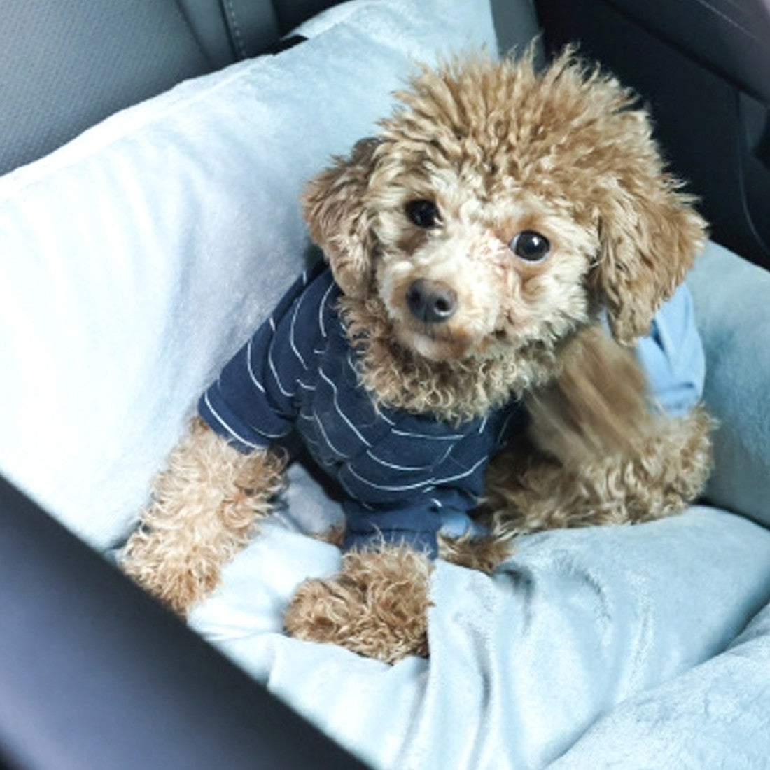 Elevated dog car booster seat – view 3